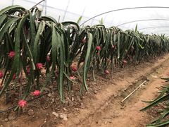 -海上花岛玫瑰园采摘