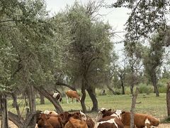 -亿利库布其七星湖沙漠生态旅游区