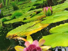 -国家植物园南园