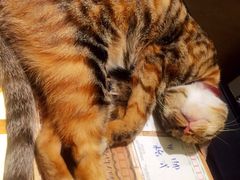 -猫的天空之城概念书店(杭州南宋御街店)