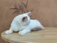 -楼上猫咖(罗湖店)