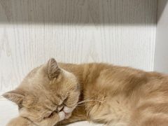 -猫小院猫主题餐厅(三里屯店)