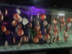 -中环花鸟鱼虫市场