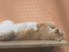 -青藏高原野生动物园