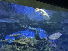 -江和美海洋公园