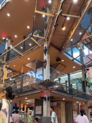 -卡通尼·Safari非洲探索乐园·生日会(金桥国际商业广场店)