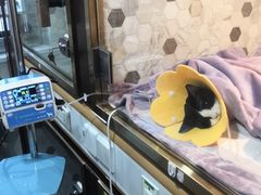 -宠爱国际动物医院·消化内科·心肾内科·ISFM猫友好(望京店)