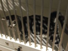 -东方名猫馆·英短金渐层布偶猫舍(环线广场1号楼店)