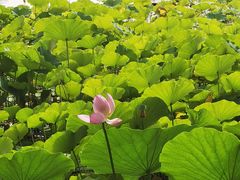 -莲花池公园