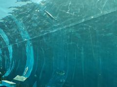 -海棠湾洲际-涛·海底餐厅·美人鱼·自助餐·海底隧道