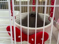 -保定市花鸟鱼虫市场