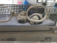 -成都大熊猫繁育研究基地
