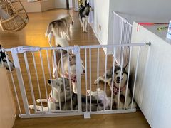 -Husky Go! 哈士奇体验馆·宠物咖啡厅狗咖