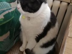 -海边的猫和咖啡馆