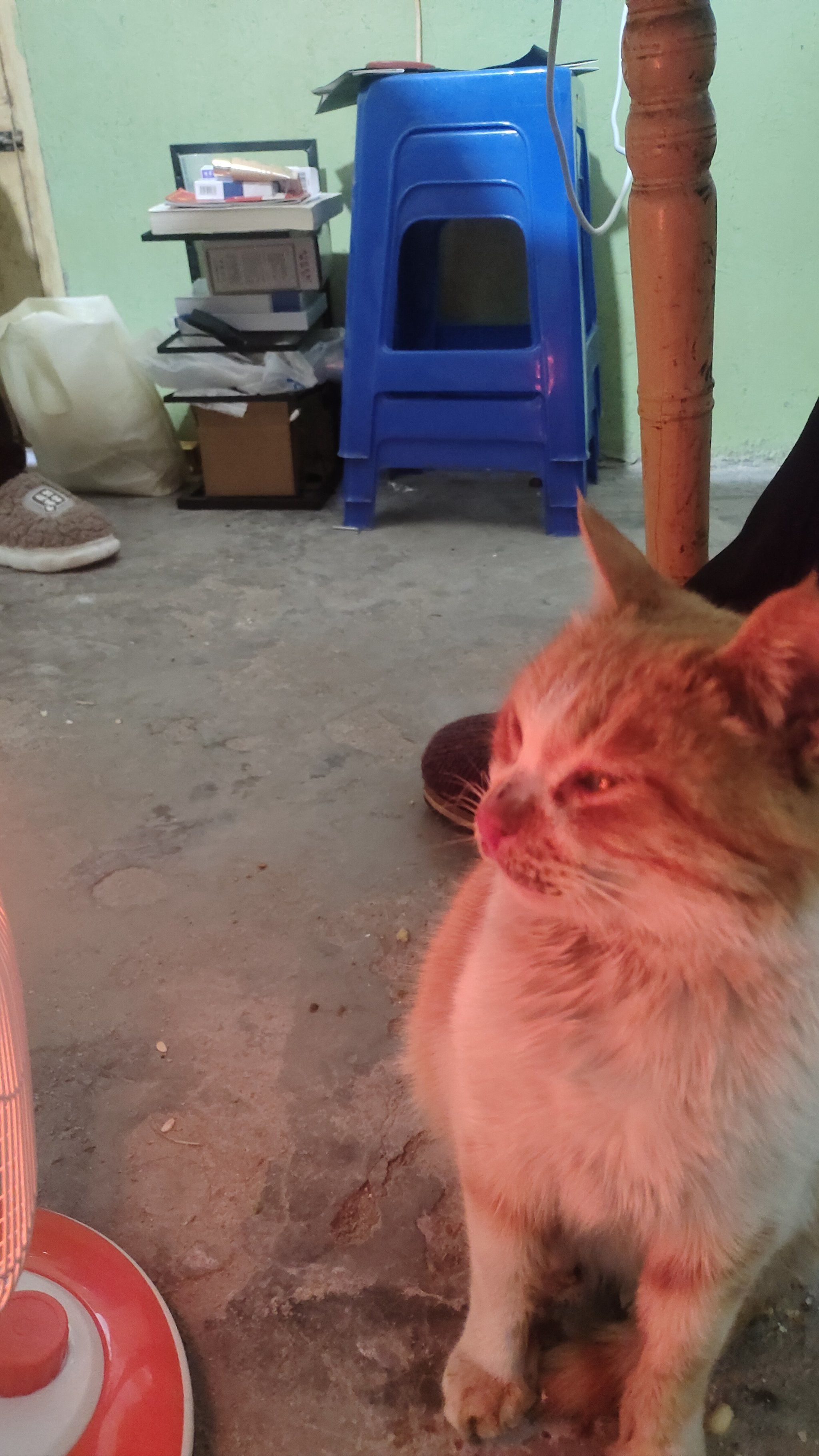 踏雪猫自己晒小太阳