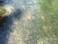 -西湖外事游船(花港观鱼码头)