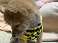 -逗柴咖啡屋·狗咖猫咖宠物桌游