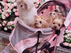 -百好乐宠物友好餐厅(朝外大街店)