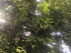 -呀路古热带植物园