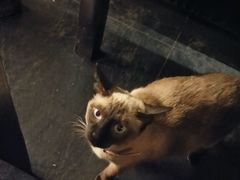 -吱咖啡西式简餐