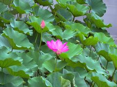 -东山雕花楼