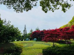 -上海鲜花港