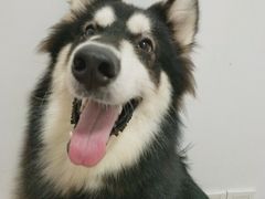 -汪星球宠物生活馆