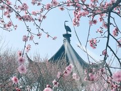 -香雪海