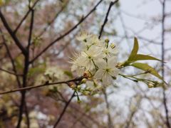 -武汉大学-樱园