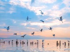 -深圳湾公园(南山区)