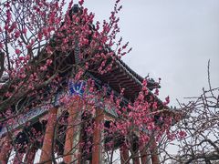 -梅花山(明孝陵内)