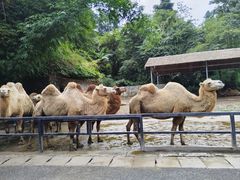 -贵州森林野生动物园