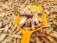 蛏子-盒马鲜生(顺义店)