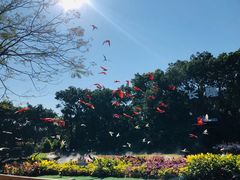 -广州长隆飞鸟乐园