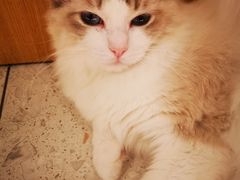 -飞行喵MR PILOT|猫舍·猫咖(静安大融城店)