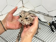 -瑞鹏宠物医院犬猫全科(真大分院)