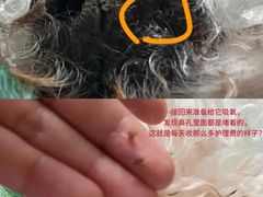 -中国农业大学动物医院