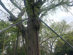 -上海佘山国家森林公园天马山园