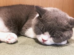 -CAT’S MEWSTAR CAFE·喵星球猫屋(晴湾咖啡店)
