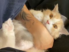 -momokira米努特·德文卷毛猫·棉花面纱犬