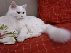 -爱宠屋pet shop·宠物洗澡·宠物美容