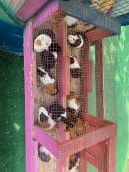 -萌宠亲子动物乐园(槐房万达店)