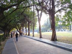 -中山大学学者灵芝(园南路店)