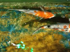 -太平洋海底世界