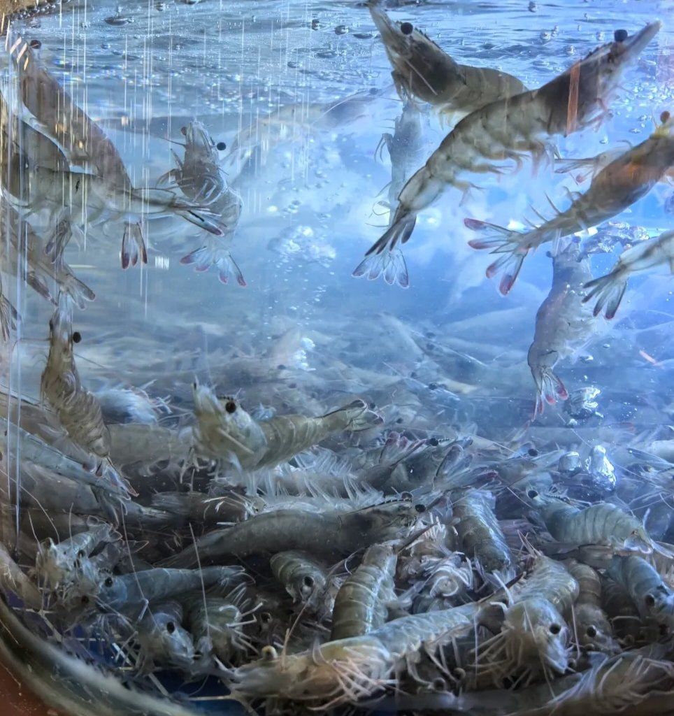 科学网—偶像的能量