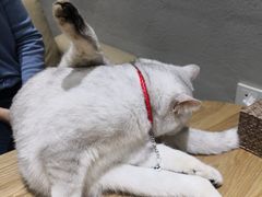 -藏猫猫咖啡主题馆(中央大道店)
