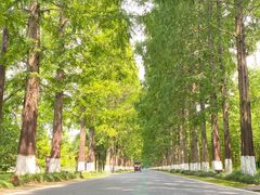 -黄海国家森林公园