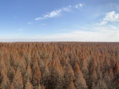 -黄海国家森林公园