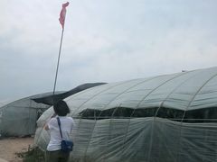 -庞各庄西瓜蔬菜采摘园·锦华瓜园