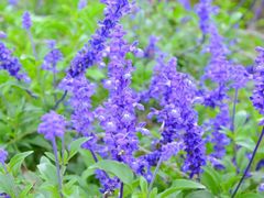 android_upload_pic-北京东方普罗旺斯薰衣草庄园